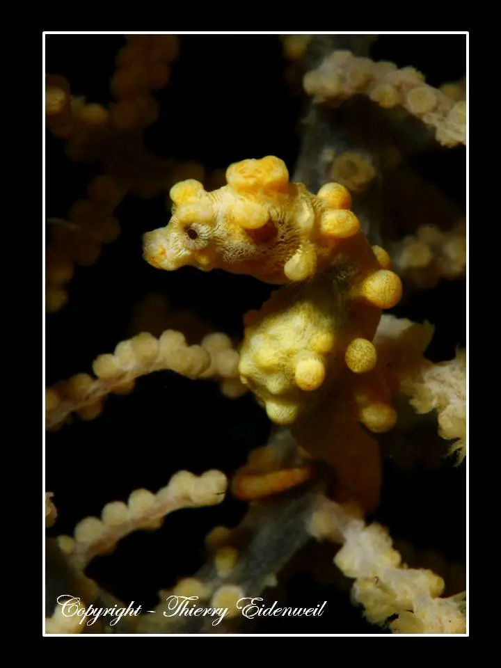 Anilao Macro Dive Media Highlight